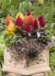 Seminte profesionale Celosia Plumosa - Creasta cocosului